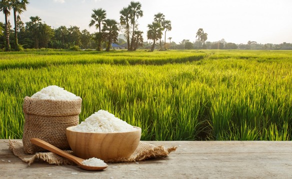 Vựa Gạo Quý Thu